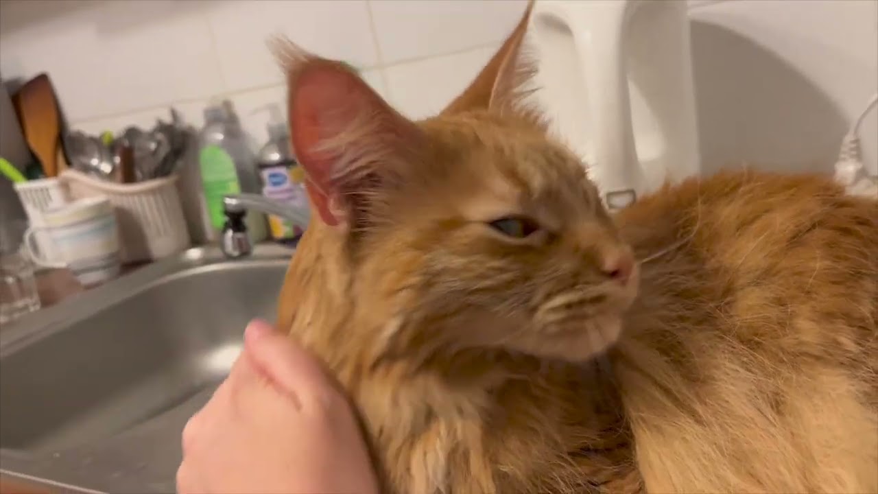 Ordinary Maine-Coon's life