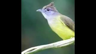 1 jam non stop suara cucak jenggot..!!!! di jamin TOP buat masteran MURAI BATU DAN CUCAK IJO