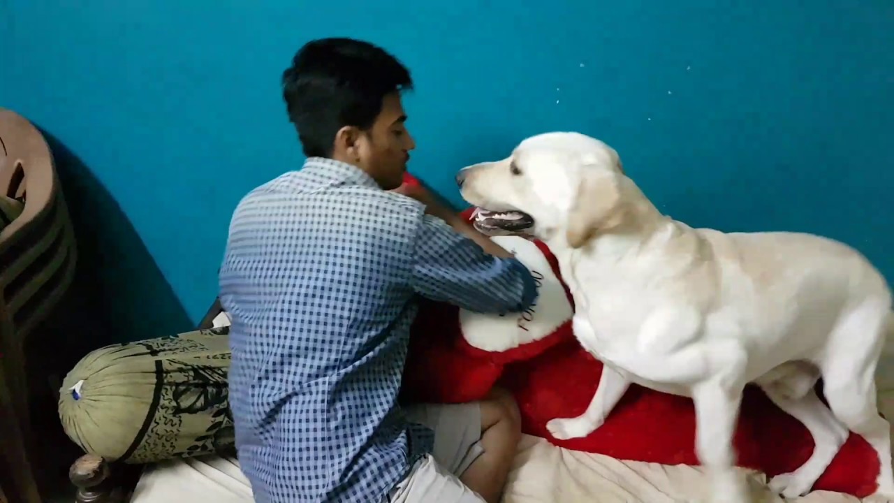 Jealousy Dog Labrador YouTube