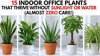 15 Indoor Office Plants That Thrive Without Sunlight or Water (Almost Zero Care!)