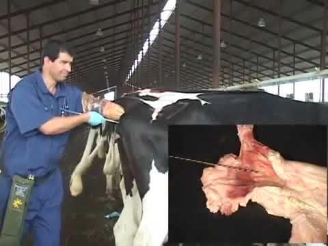 Artificial Insemination Technique In  Cattle 1 - التلقيح الصناعي فى الأبقار
