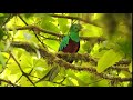 Resplendent Quetzal - Quetzal resplandeciente - Pharomachrus mocinno costaricensis