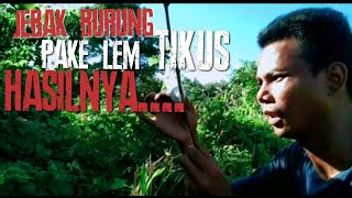 Jebak burung pake lem tikus