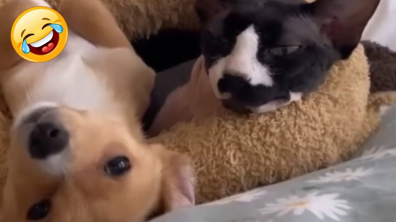 Fails of the Week 2024 😂 Funniest Pets 🐈 Funny and Cute Animals 😹 Dogs And Cats Videos 2024 🐕 Best