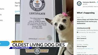 World's oldest dog 'Pebbles' dies at age 22