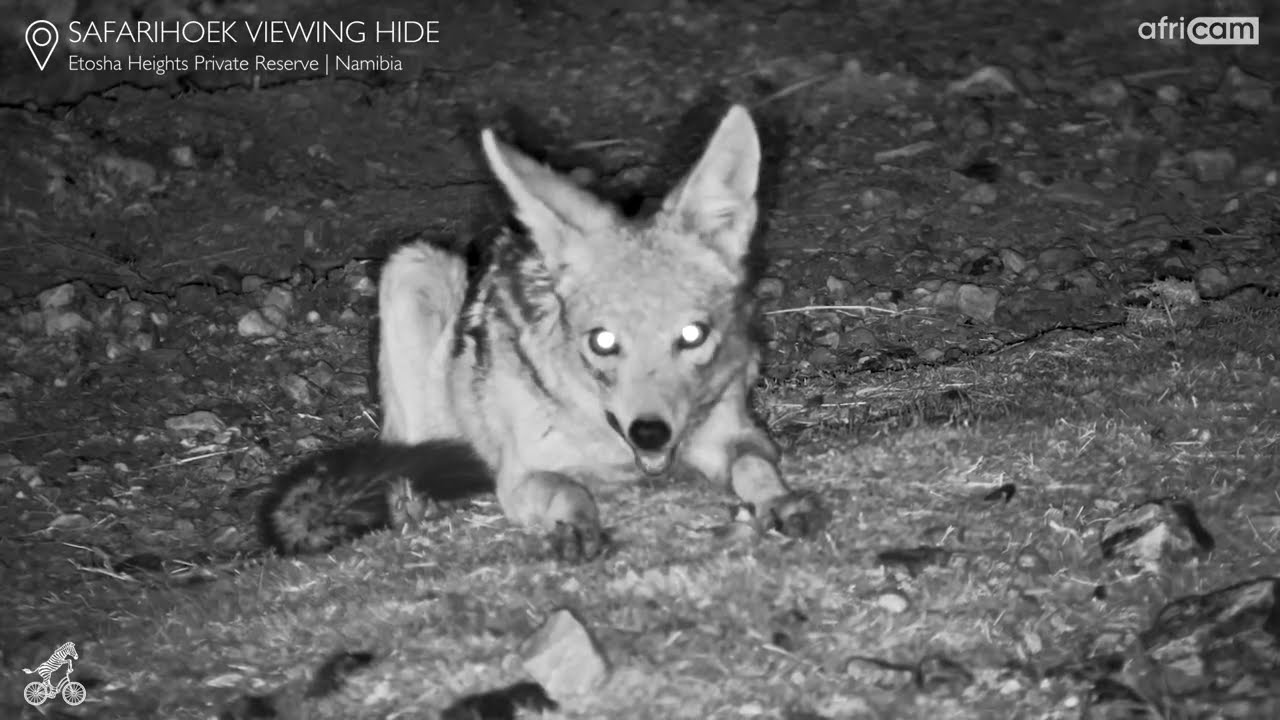 Wild but Familiar | Jackal Enjoys a Bone at Safarihoek - YouTube