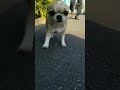 進撃のチワワ｜Attack on Chihuahua｜面白ペット動画犬