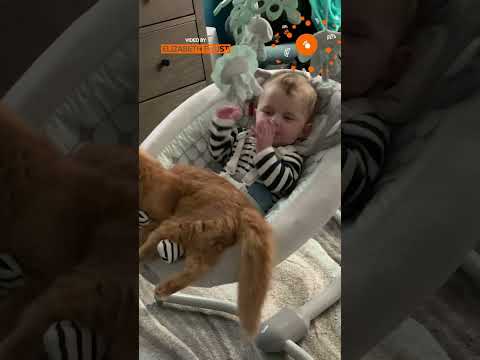 This kitten said: I got it. 😭🐾