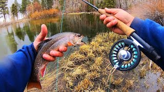 SPRING IS HERE!! Fishing Mountain Ponds for Brook Trout! (Catch & Cook)