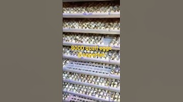 Quail egg hatching #supertecincubator