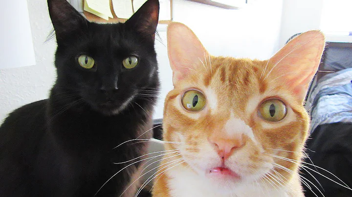 How To Introduce 2 Cats