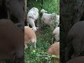 Три месяца ягнятам катумских овец. Все семейство в сборе.