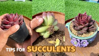 Helpful Tips for Succulents | #succulents #suculentas #다육 by Vườn sen đá 7,186 views 1 month ago 3 minutes, 53 seconds