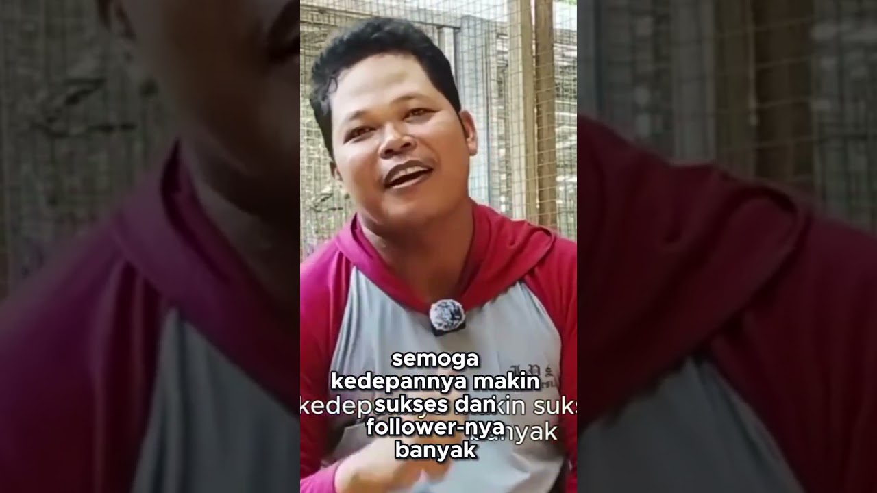 Motivasi & Tips Sukses Beternak Marmut untuk Pemula | Ide Usaha Peternakan Menguntungkan