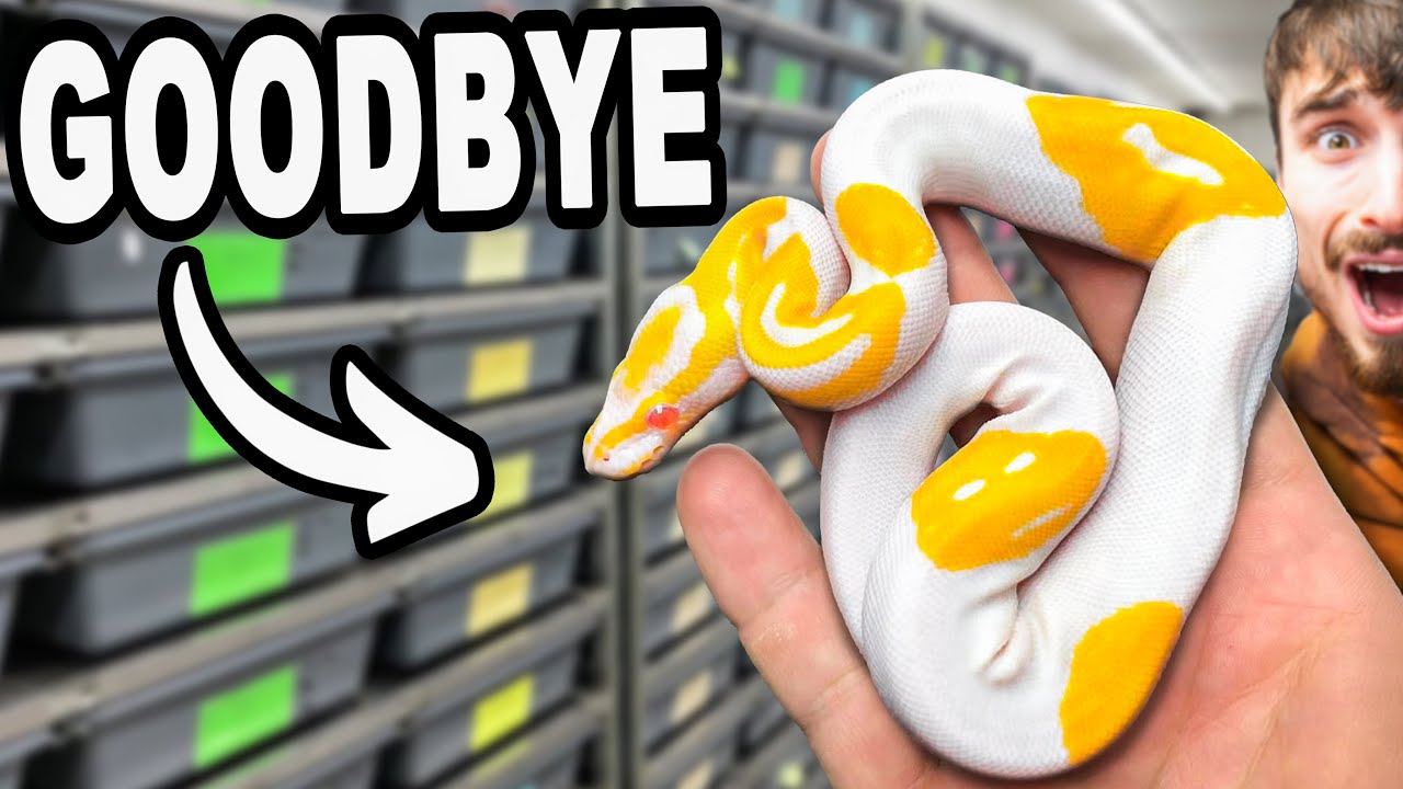 We Are Selling All My Dad's Snakes... - YouTube