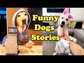 Funny Dogs Stories | Best moments | TikTok Compilation