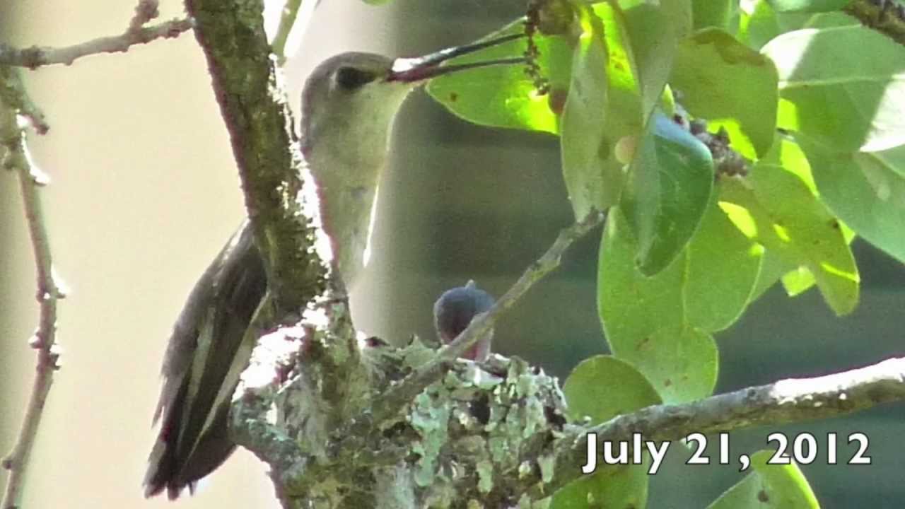 Birth of a Hummingbird - YouTube
