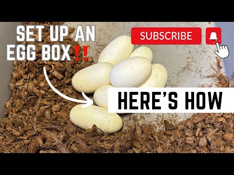 How I set up Ball Python eggs for incubation‼️|| MUST WATCH