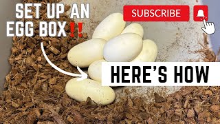 Famous How I set up Ball Python eggs for incubation‼️|| MUST WATCH Profile