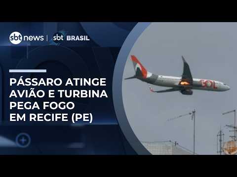 Plane returns to origin airport in Recife (PE) after bird strike | #SBTBrasil