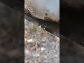 ¿Qué especie será? #insectos #polillas