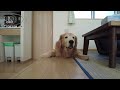 お散歩中に出会った本当の話。涙腺崩壊の実話 【golden retriever japan】