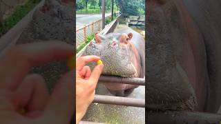 He Kept Teasing This Hippo With Watermelon… Then Finally Did This 😱🍉🦛 #hungryhippos #optp
