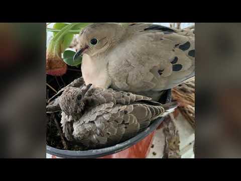 Video: Zullen rouwduiven hun nest verlaten?