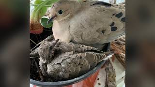 Mourning Doves - from eggs to flying away