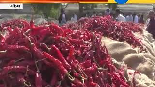 Purchase Of Red Chillies Begins At Gondal Marketing Yard - Zee 24 Kalak