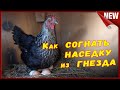 Курица села на яйца, что делать??? Как отучить наседку высиживать яйца.