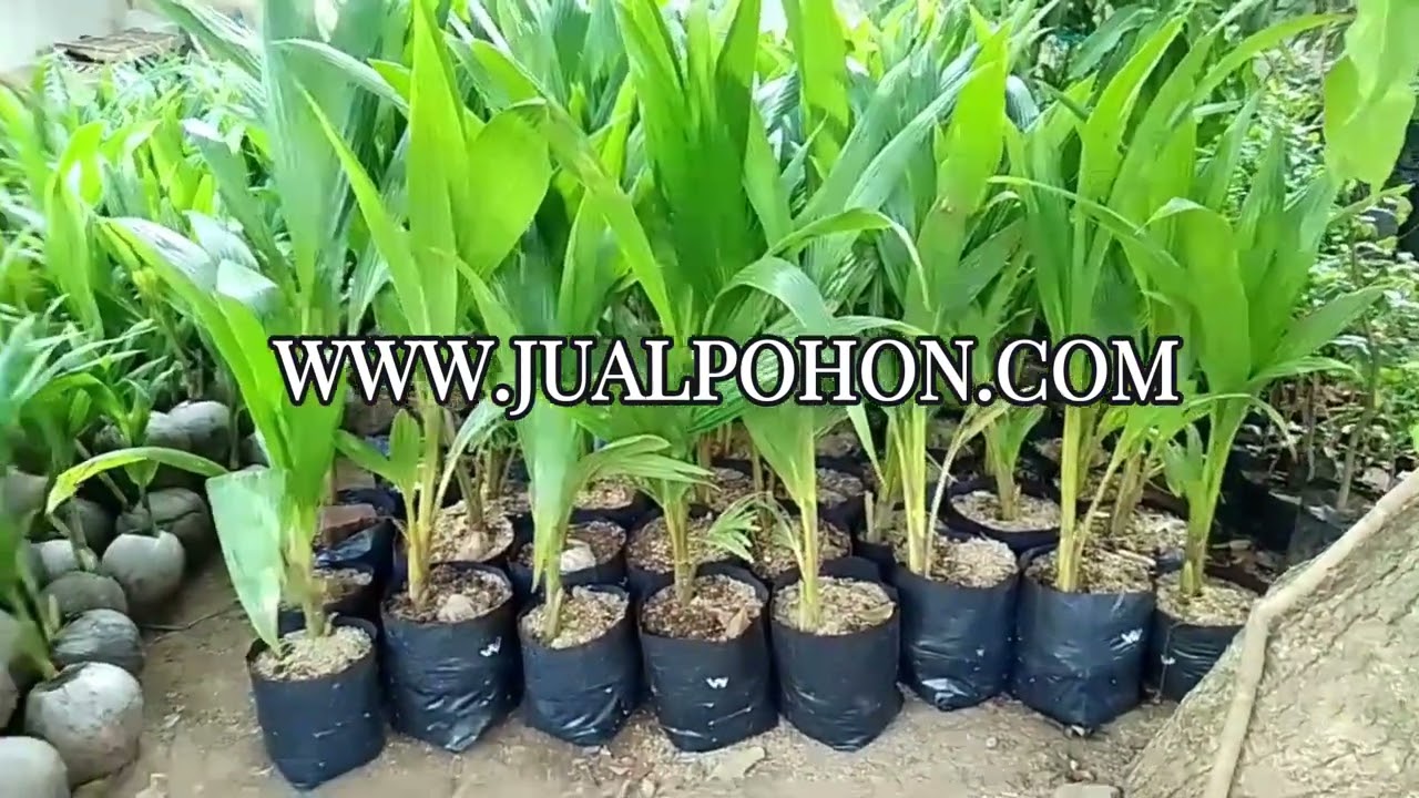Dapatkan Bibit Pohon Kelapa Wulung Genjah, Siap Panen dalam Waktu Singkat!
