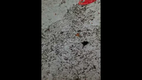 1 SUPER ANT, 1 DEAD FLY