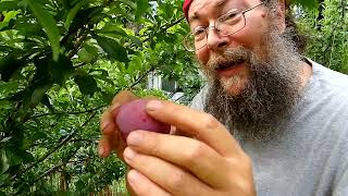 Ozark Plum