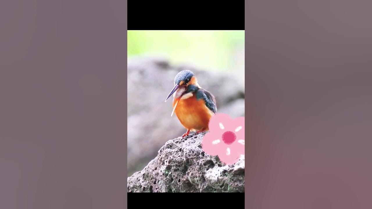 What do birds spit on? birds nature spit what YouTube