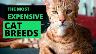 Top 6 Most Expensive Cat Breeds (One is $125,000!!) by Here Kitty Kitty 158 views 1 month ago 2 minutes, 27 seconds