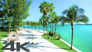 🌴🌱 Soothing Seaside Strolls with Harmonic Piano | 4K Relaxing Palm Trees and Ocean Breezes