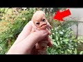 10 Существ с Человеческим Лицом, Снятых На Камеру ч.2