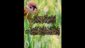 سورة الفاتحة بصوت بيشة الكردي