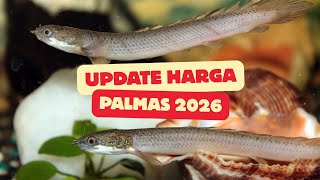 Latest Price Update for 7 Types of Palm Fish in 2026