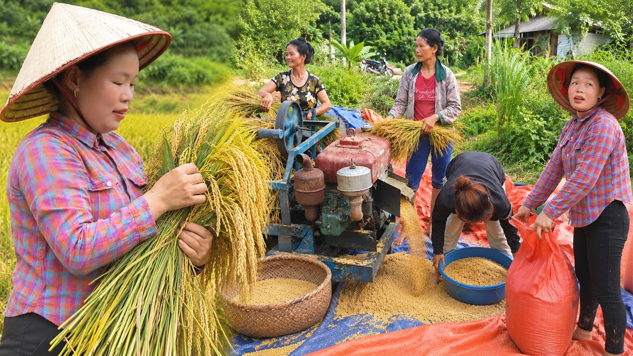 南ベトナム採集紀行 🌾 ベトナム山村の賑やかな稲刈り＆脱穀！村人と助け合う豊かな黄金の