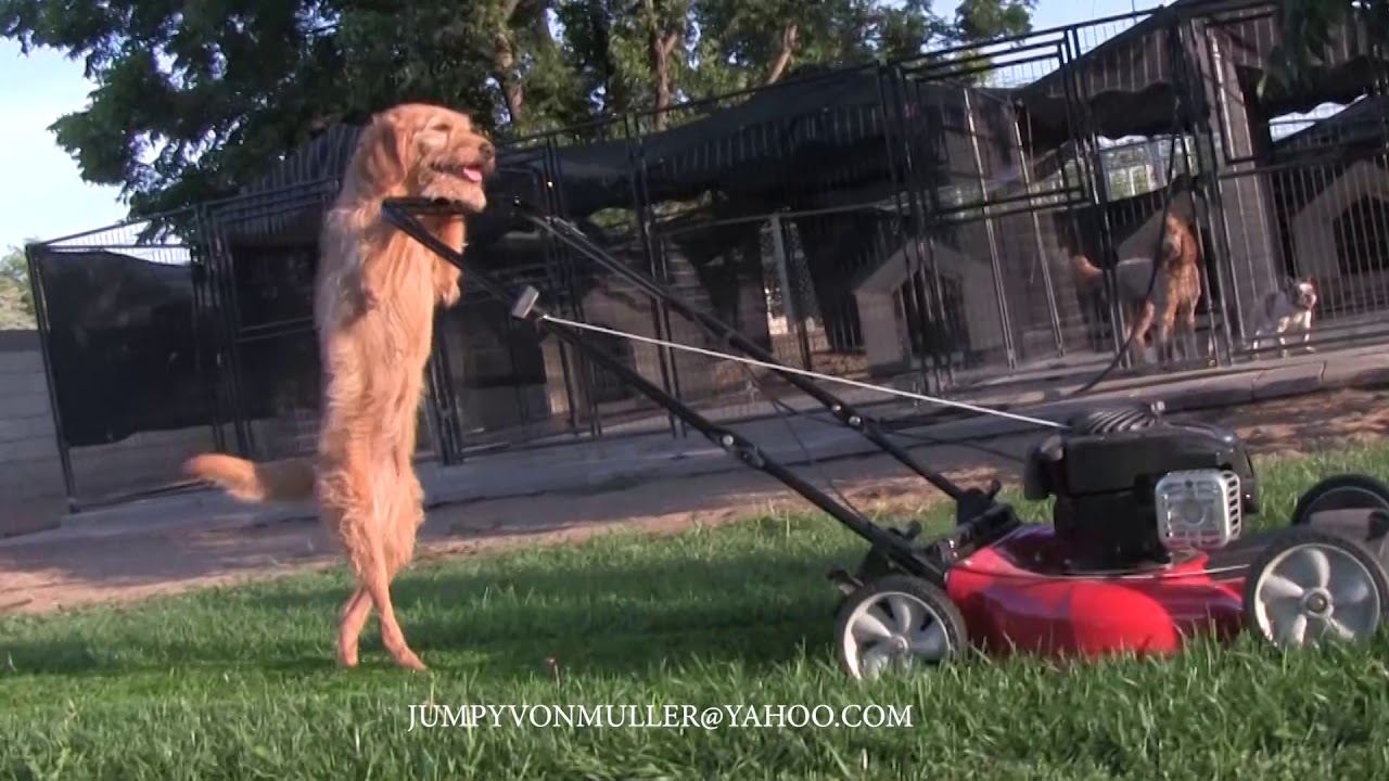 Why Do Dogs Hate Lawn Mowers