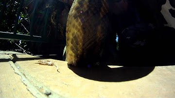 carpet python in tallai.MP4