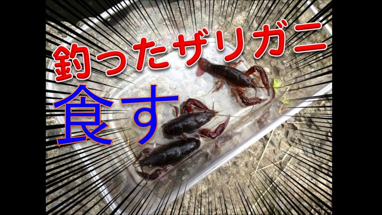 検証 いつか伊勢海老を食べてみたい という後輩に 野生のザリガニ をご馳走したらこうなった ロケットニュース24