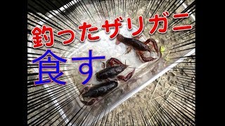 石神井公園（東京）で釣ったザリガニを食べてみた！ 衝撃の味とは？