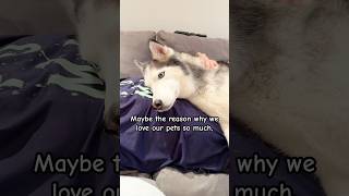 Maybe this is why we love our pets so much..❤#pets #dog,#husky #shorts