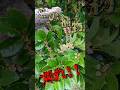 【重要】この植物は○○なので必ず切ってください
