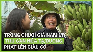Trồng chuối già Nam Mỹ, thu nửa tạ/buồng, phất lên giàu có | VTC16