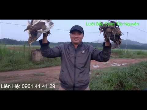 Video Tiếng Gà Nước. Tiếng Cúm Núm. Tiếng Gà Đồng. Lưới Bẫy... - youtube