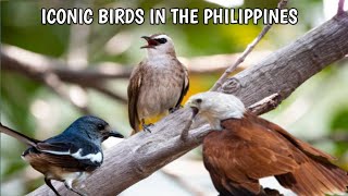 Iconic Bird Sounds in the Philippines screenshot 4